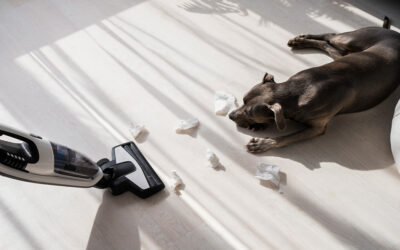 Limpieza en casas con mascotas: cómo mantener un hogar limpio y sin olores