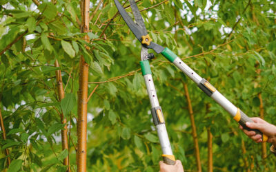 Consejos para la poda de árboles: tipos de poda y mejor época para realizarlas