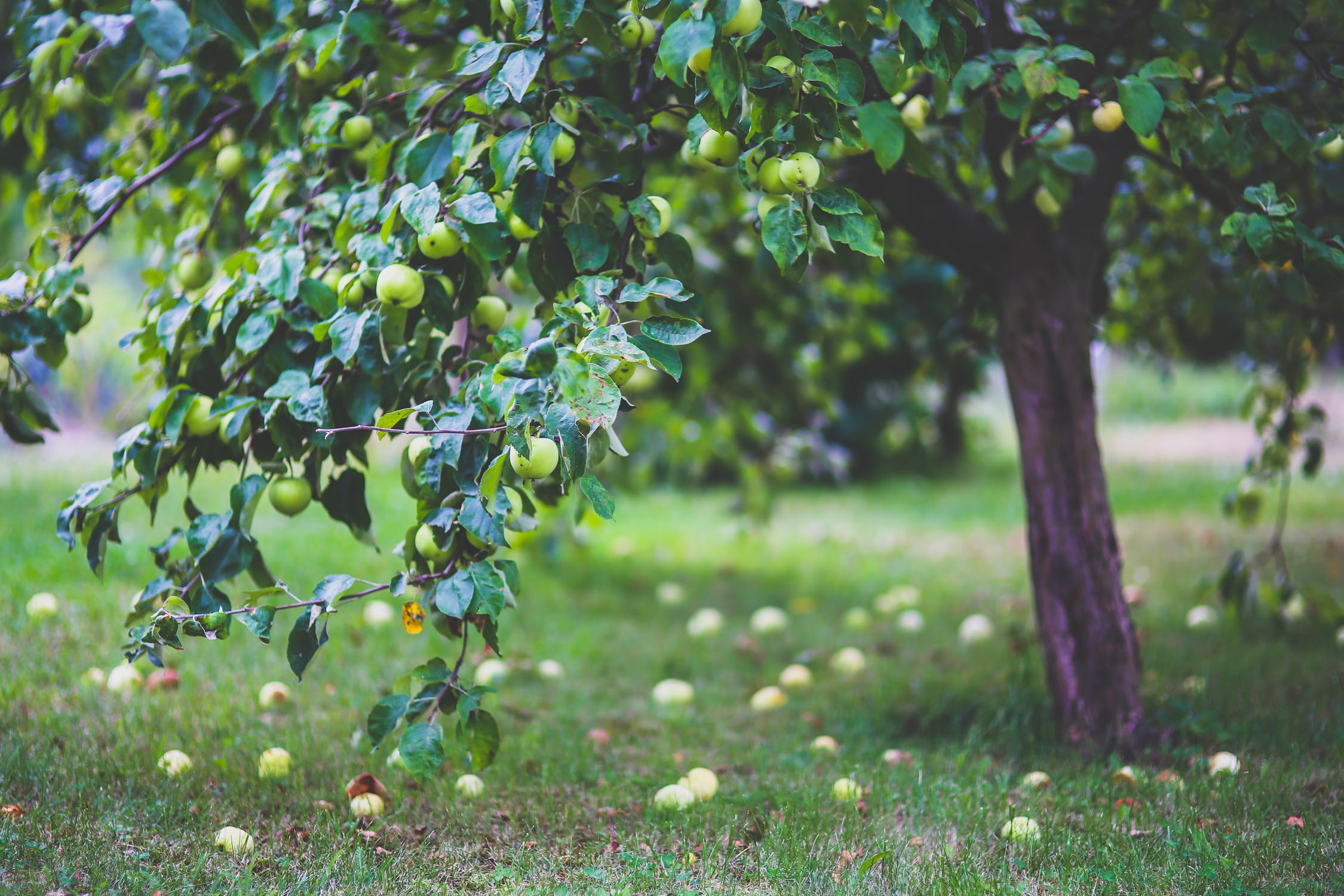 limpieza jardin